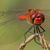 Insects